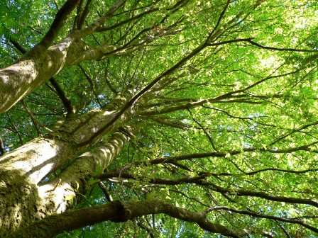 myrtlebeech4 myrtlebeech4