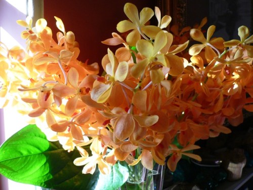 orchids