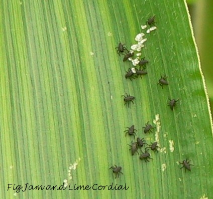 Broccoli Fly Garden Predators | Fig Jam and Lime Cordial