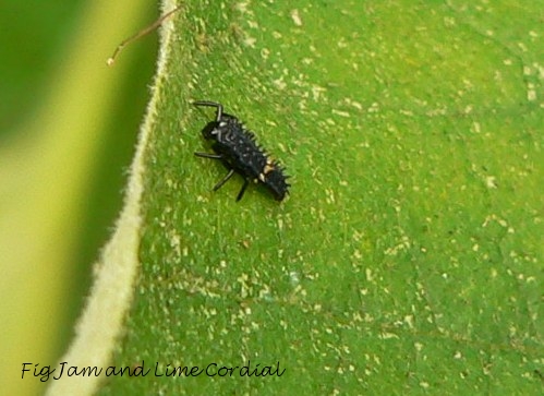 Broccoli Fly Garden Predators | Fig Jam and Lime Cordial