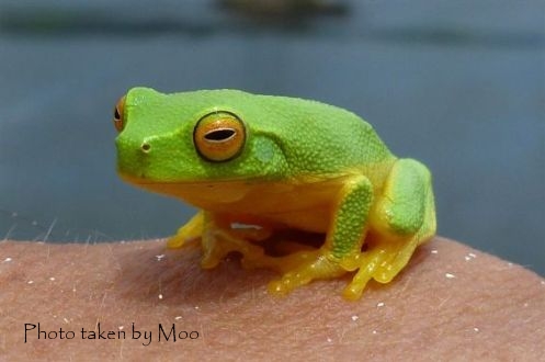 Moo's Frog | Fig Jam and Lime Cordial