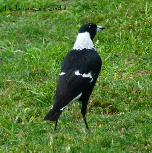 Australian Magpie