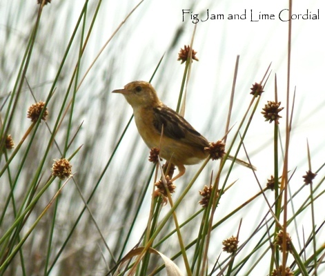 Australian reed warbler