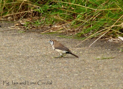double-barred finch