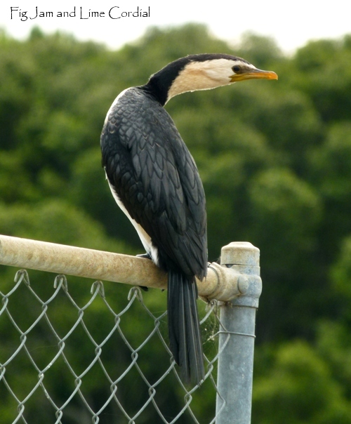 little pied cormorant 2