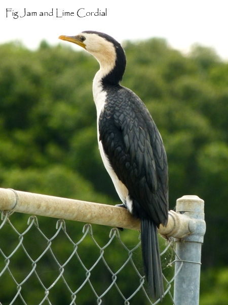 little pied cormorant