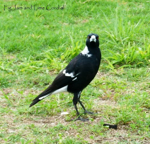 Aus Magpie