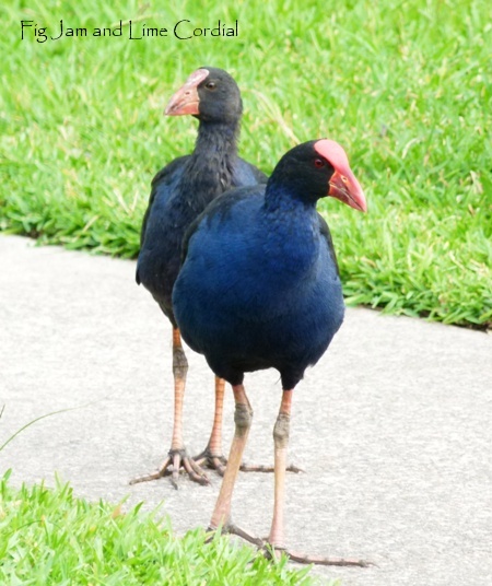 purple swamphen