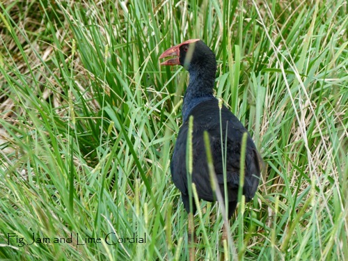 swamphen1