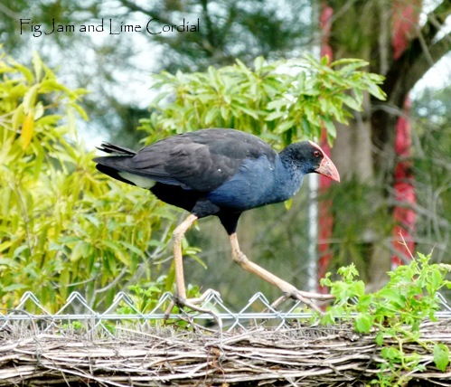 swamphen2