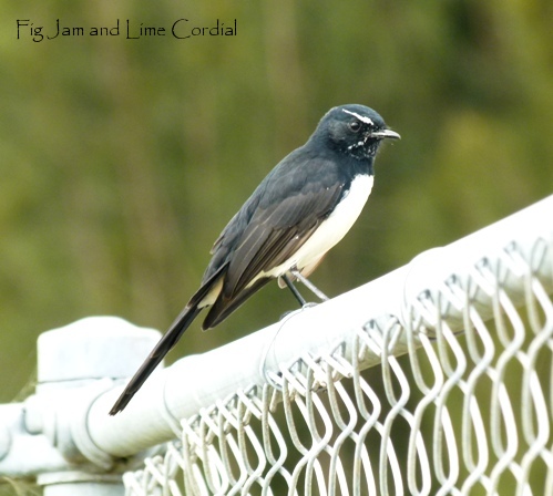Willie Wagtail
