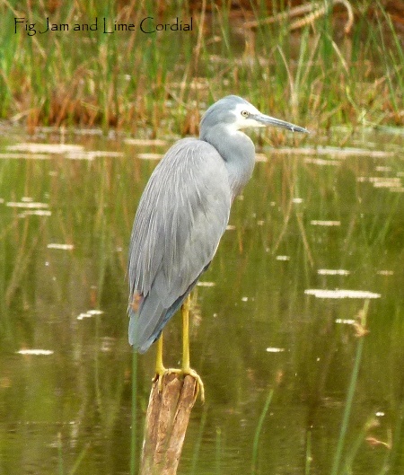 white-faced heron